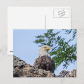 Bald Eagle op een boomtak Briefkaart (Voorkant / Achterkant)