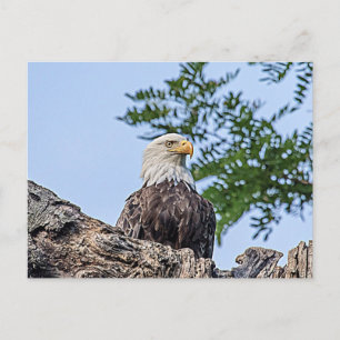 Bald Eagle op een boomtak Briefkaart