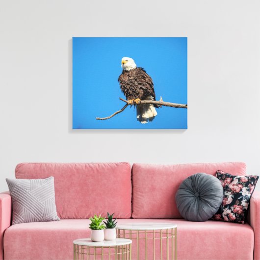 Bald Eagle op een boomtak Canvas Afdruk (Insitu (Woonkamer))