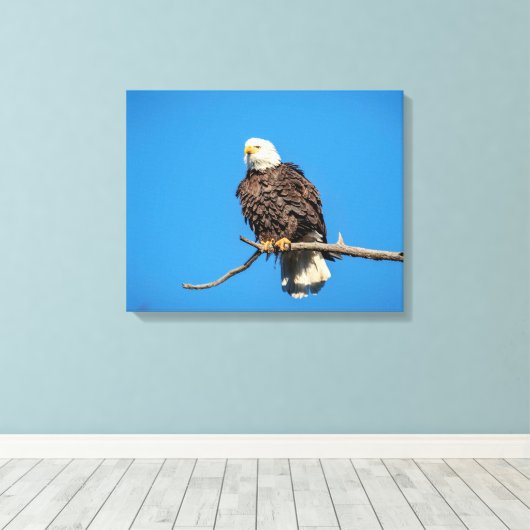 Bald Eagle op een boomtak Canvas Afdruk (Insitu (Houten vloer))