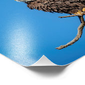 Bald Eagle op een boomtak Foto Afdruk (Hoek)