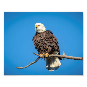 Bald Eagle op een boomtak Foto Afdruk