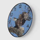 Bald Eagle op een boomtak Grote Klok (Hoek)