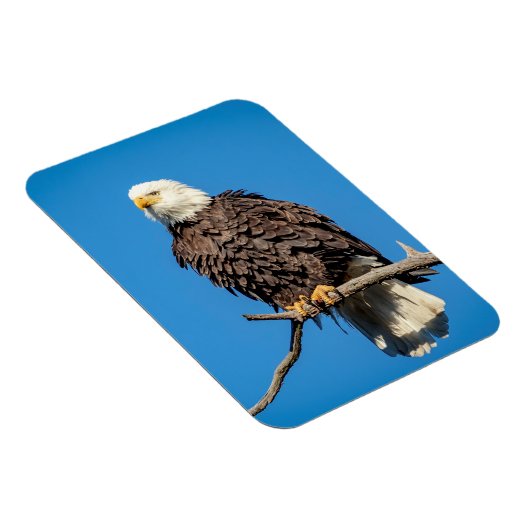 Bald Eagle op een boomtak Magneet (Rechterzijde)