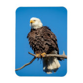 Bald Eagle op een boomtak Magneet (Verticaal)