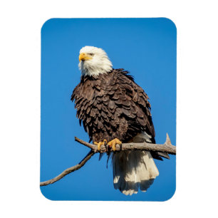 Bald Eagle op een boomtak Magneet