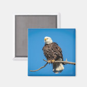 Bald Eagle op een boomtak Magneet (Voorkant / Achterkant)