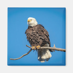 Bald Eagle op een boomtak Magneet