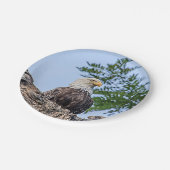 Bald Eagle op een boomtak Papieren Bordje (Gekanteld)