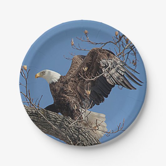 Bald Eagle op een boomtak Papieren Bordje (Voorkant)