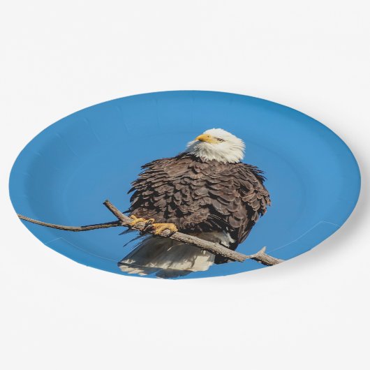 Bald Eagle op een boomtak Papieren Bordje (Gekanteld)