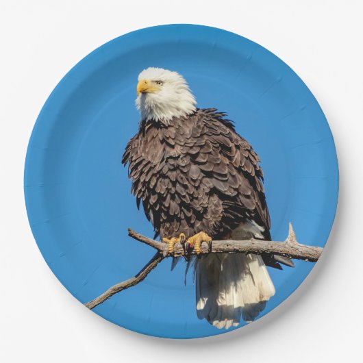 Bald Eagle op een boomtak Papieren Bordje (Voorkant)