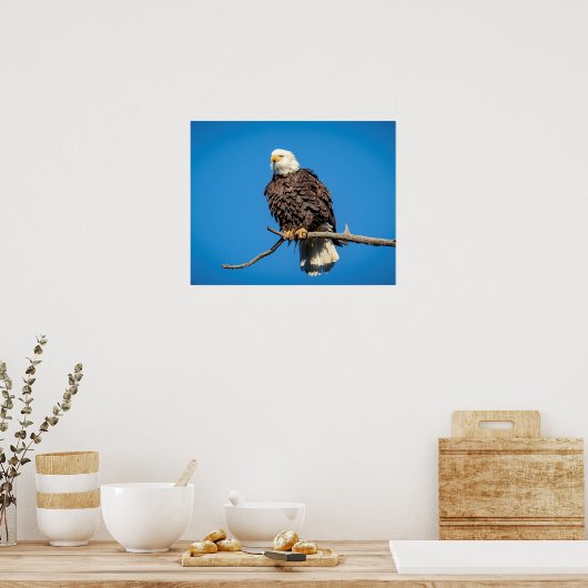 Bald Eagle op een boomtak Poster (Keuken)