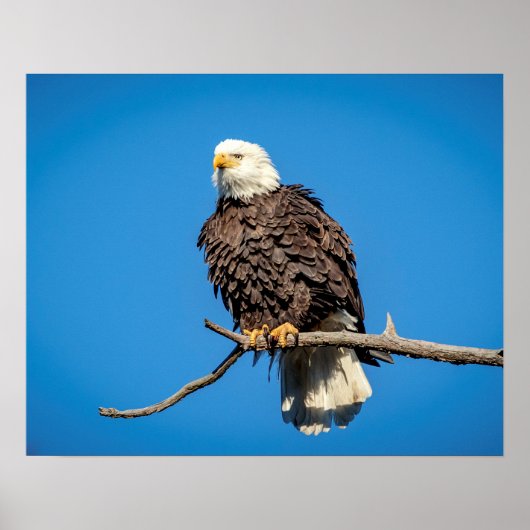 Bald Eagle op een boomtak Poster (Voorkant)