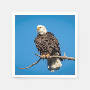 Bald Eagle op een boomtak Servetten