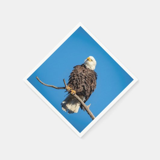 Bald Eagle op een boomtak Servetten (Hoek)