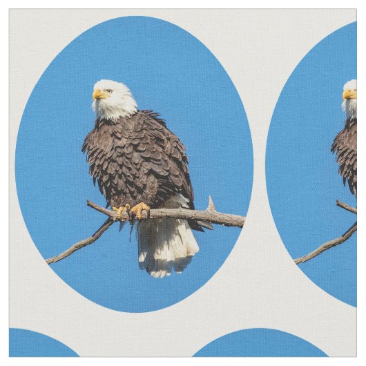Bald Eagle op een boomtak Stof (Close Up)