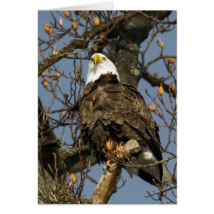 Bald Eagle op een hoogtepunt