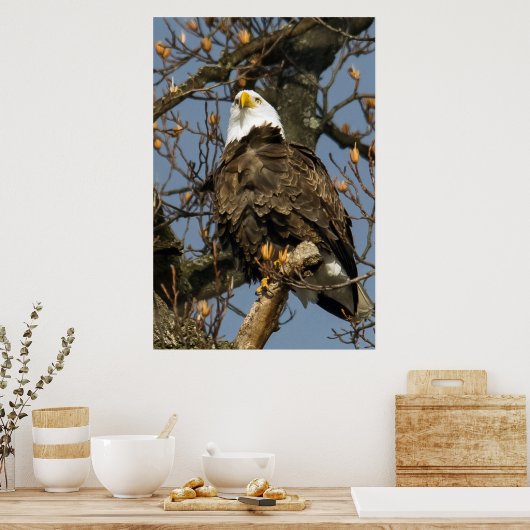 Bald Eagle op een hoogtepunt Poster (Keuken)