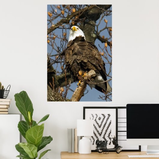 Bald Eagle op een hoogtepunt Poster (Thuiskantoor)