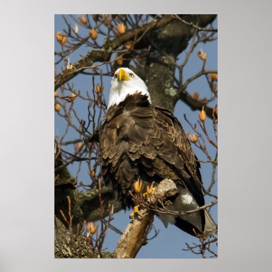 Bald Eagle op een hoogtepunt Poster (Voorkant)
