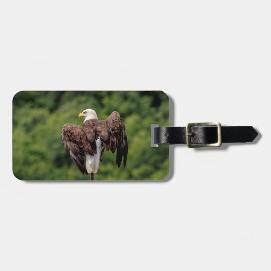Bald Eagle op een tak Bagagelabel (Voorkant horizontaal)