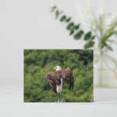 Bald Eagle op een tak Briefkaart (Staand voorkant)