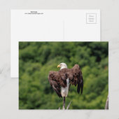 Bald Eagle op een tak Briefkaart (Voorkant / Achterkant)