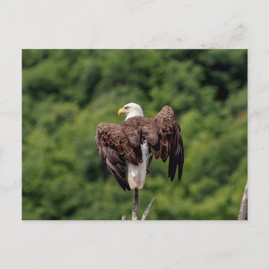 Bald Eagle op een tak Briefkaart (Voorkant)