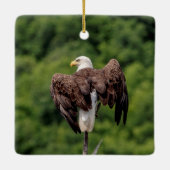 Bald Eagle op een tak Keramisch Ornament (Achterkant)