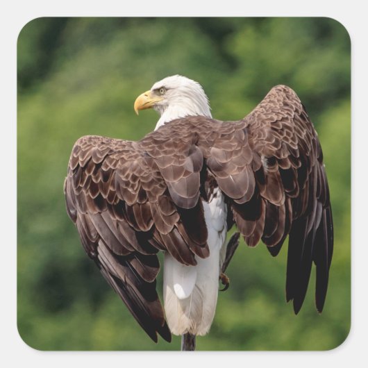 Bald Eagle op een tak Vierkante Sticker (Voorkant)
