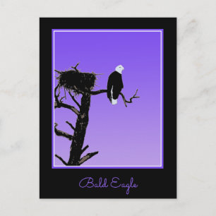 Bald Eagle op zonsondergang - Originele Wilde Kuns Briefkaart