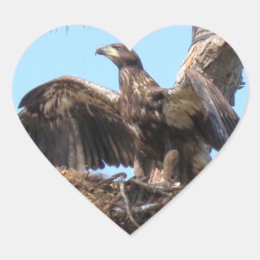 Bald Eagle Open Wings Stickers (Voorkant)
