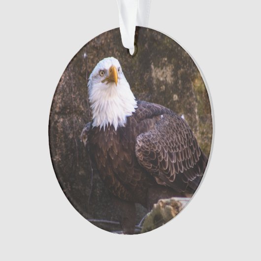 Bald Eagle Ornament (voorkant)