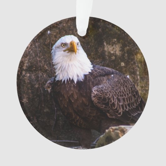 Bald Eagle Ornament (voorkant)