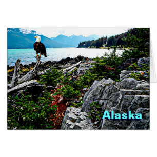 Bald Eagle over de kust van Alaska