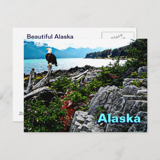 Bald Eagle over de kust van Alaska Briefkaart (Voorkant / Achterkant)
