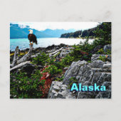 Bald Eagle over de kust van Alaska Briefkaart (Voorkant)