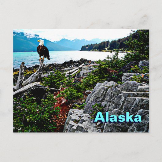 Bald Eagle over de kust van Alaska Briefkaart (Voorkant)