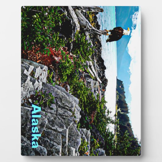 Bald Eagle over de kust van Alaska Fotoplaat (Voorkant)