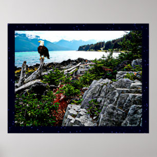 Bald Eagle over de kust van Alaska Poster