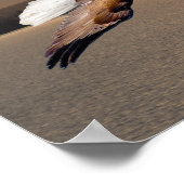 Bald Eagle over de Olympische zonnebrand Poster (Hoek)