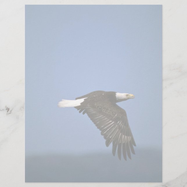 Bald Eagle over horizon vliegen (Voorkant)
