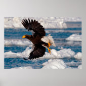 Bald Eagle Over Snow Poster (Voorkant)