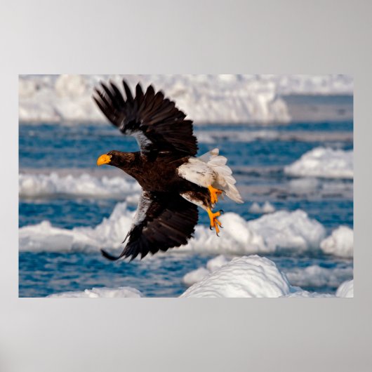 Bald Eagle Over Snow Poster (Voorkant)