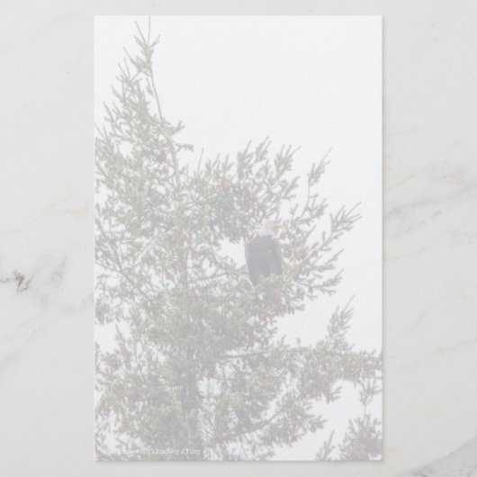 Bald Eagle P2825 (Voorkant)