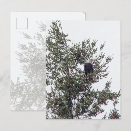 Bald Eagle P2825 Briefkaart (Voorkant / Achterkant)
