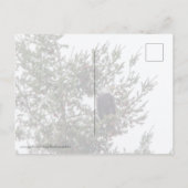 Bald Eagle P2825 Briefkaart (Achterkant)