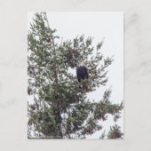 Bald Eagle P2825 Briefkaart (Voorkant)