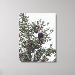 Bald Eagle P2825 Canvas Afdruk